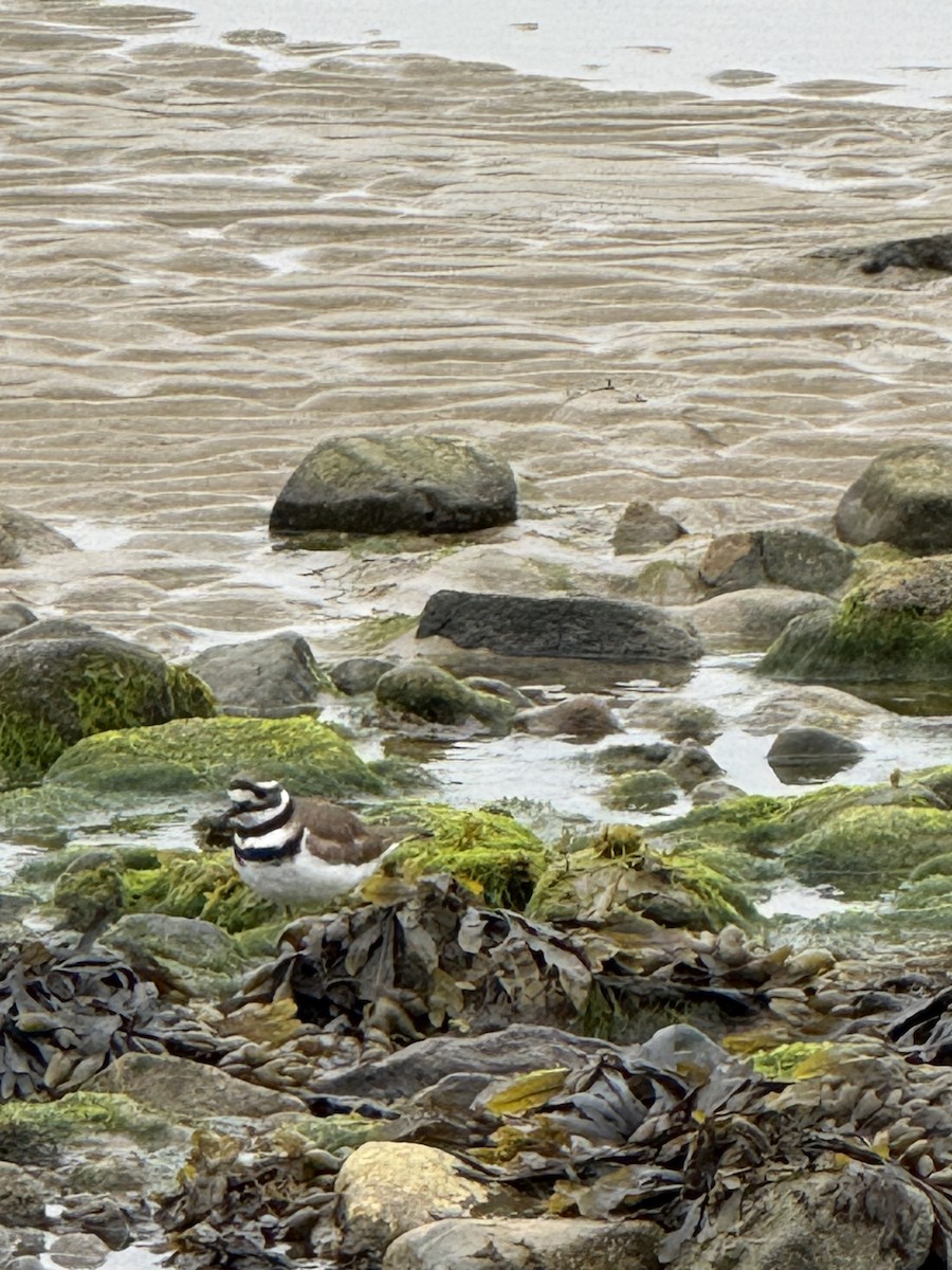 Killdeer - ML634865937