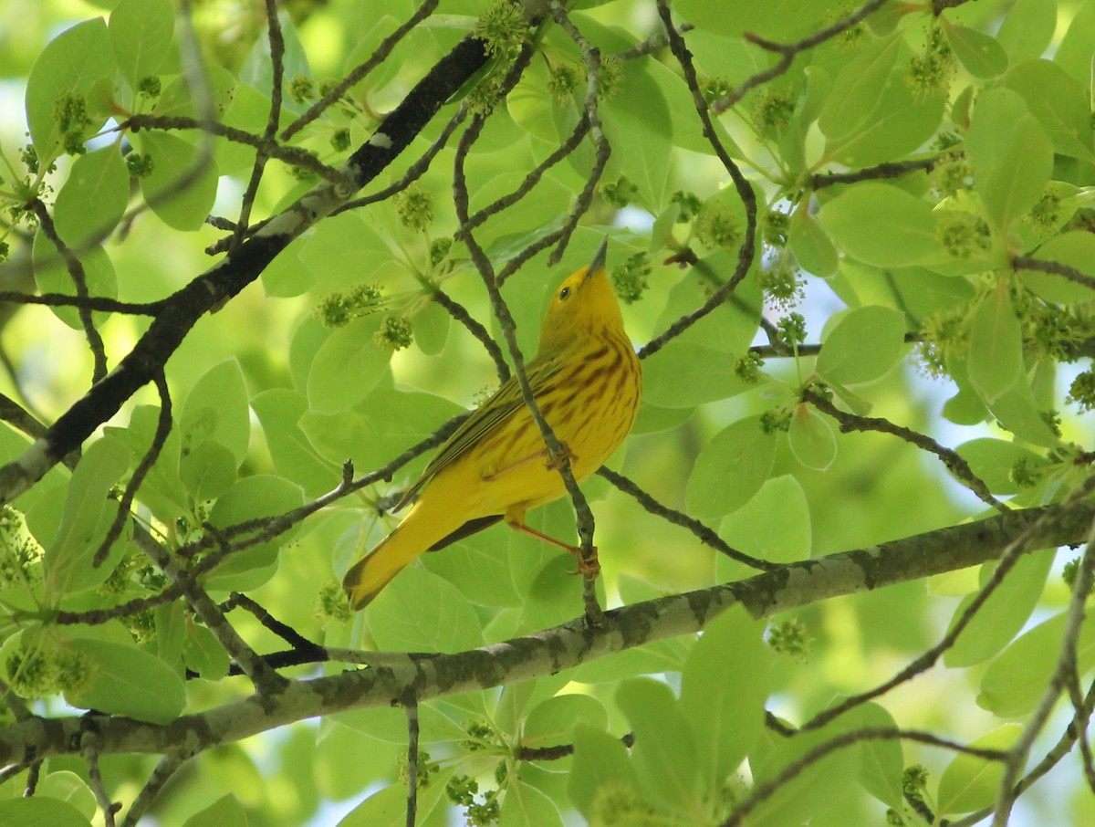 Northern Yellow Warbler - ML634866035