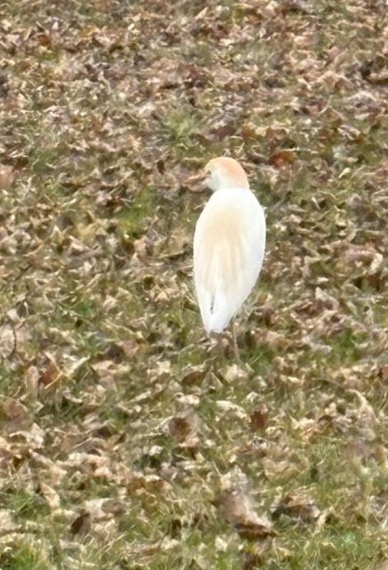 Western Cattle-Egret - ML634866092