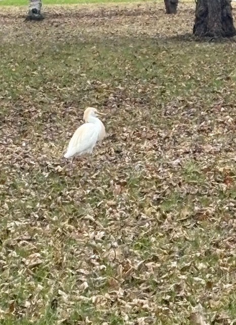 Western Cattle-Egret - ML634866098