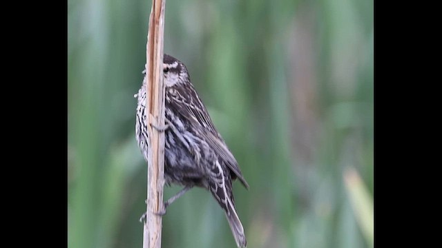 Red-winged Blackbird - ML634866220