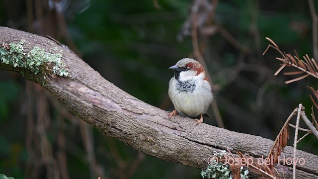 House Sparrow - ML634866307