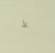 Short-tailed Shearwater - ML634866355