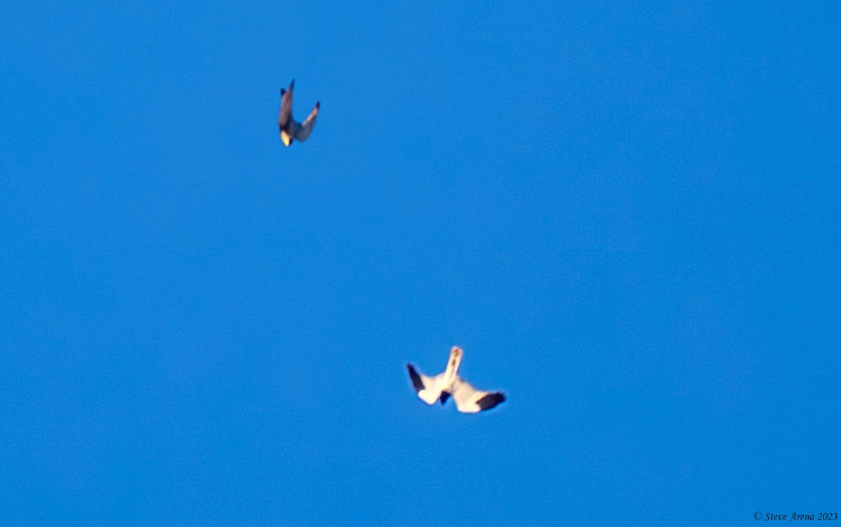 Pied Harrier - ML634866521