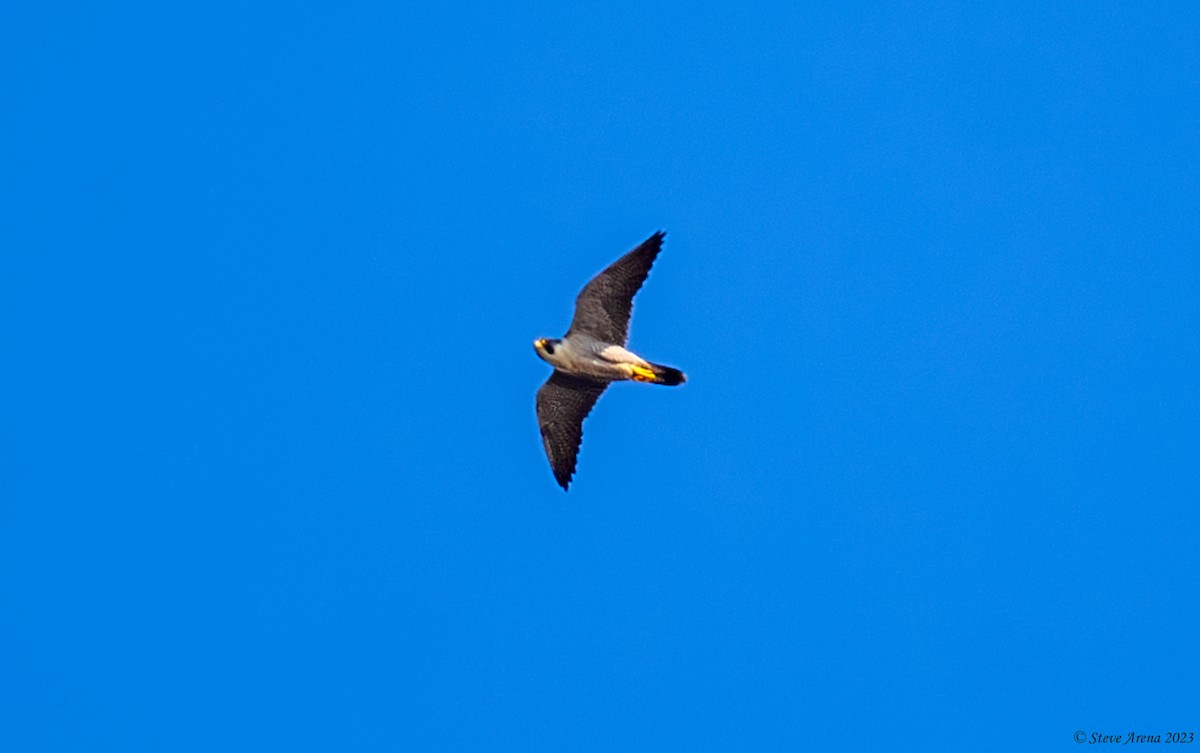 Peregrine Falcon (Tundra) - ML634866529