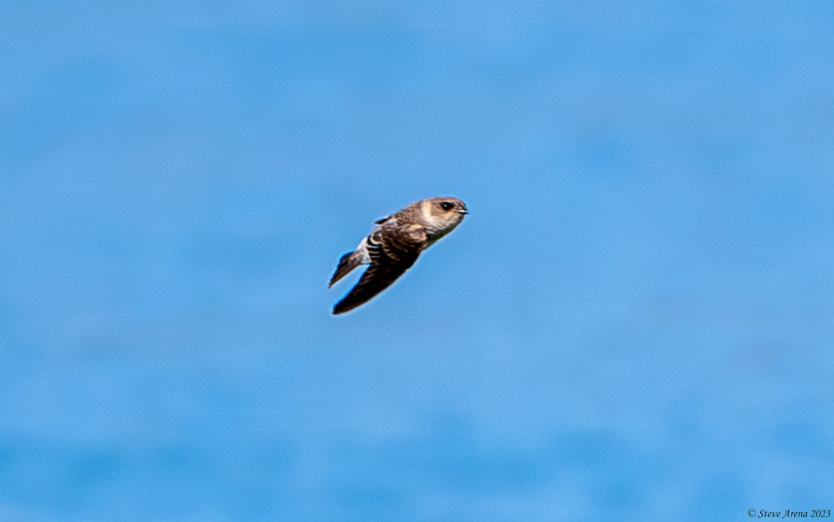 Gray-throated Martin - ML634866568