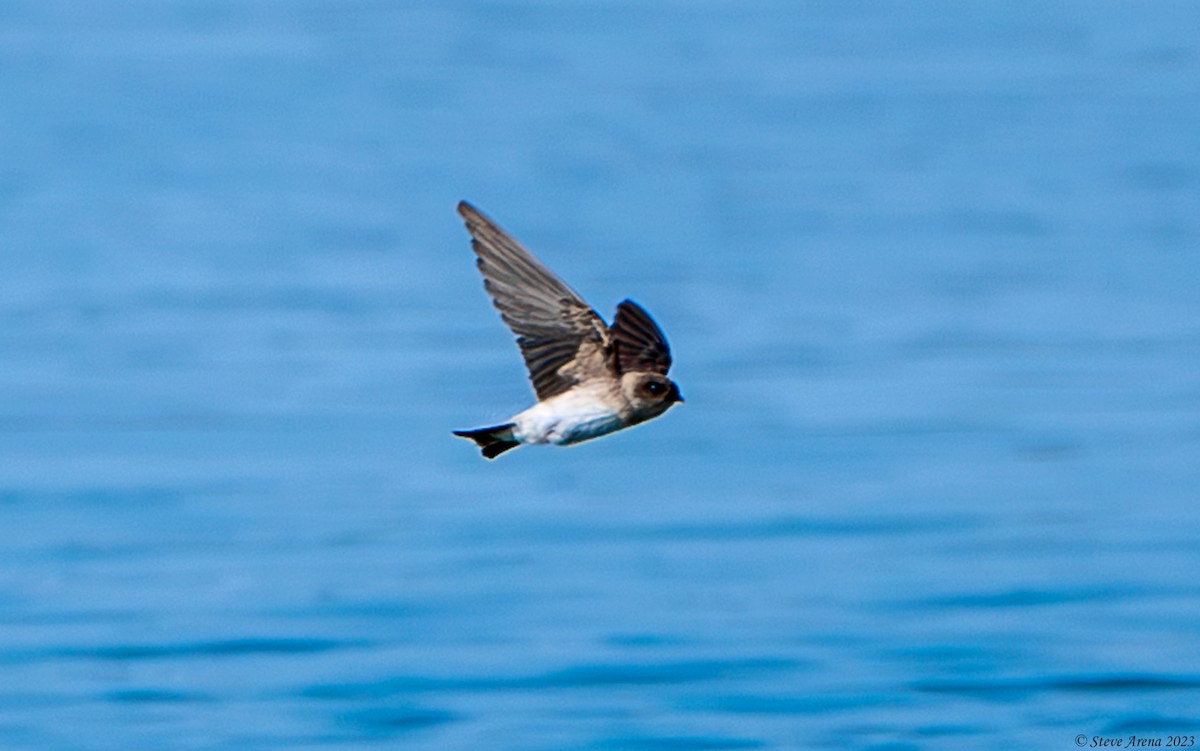 Gray-throated Martin - ML634866569