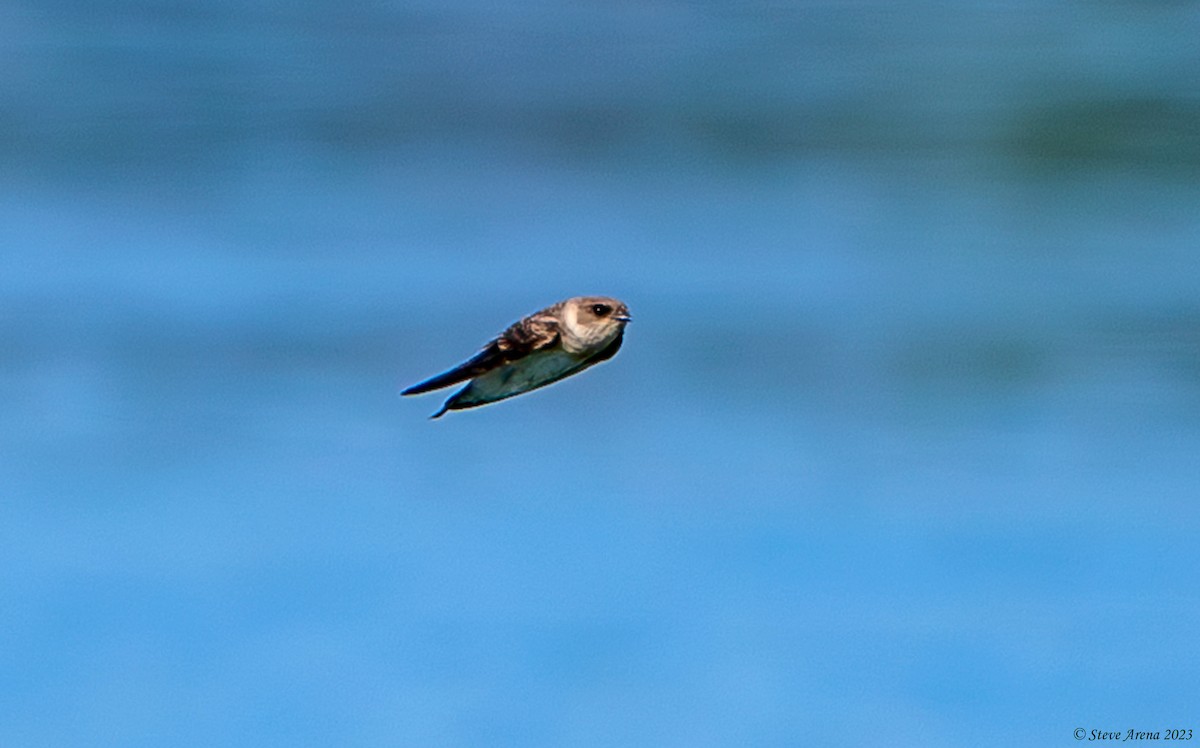 Gray-throated Martin - ML634866570