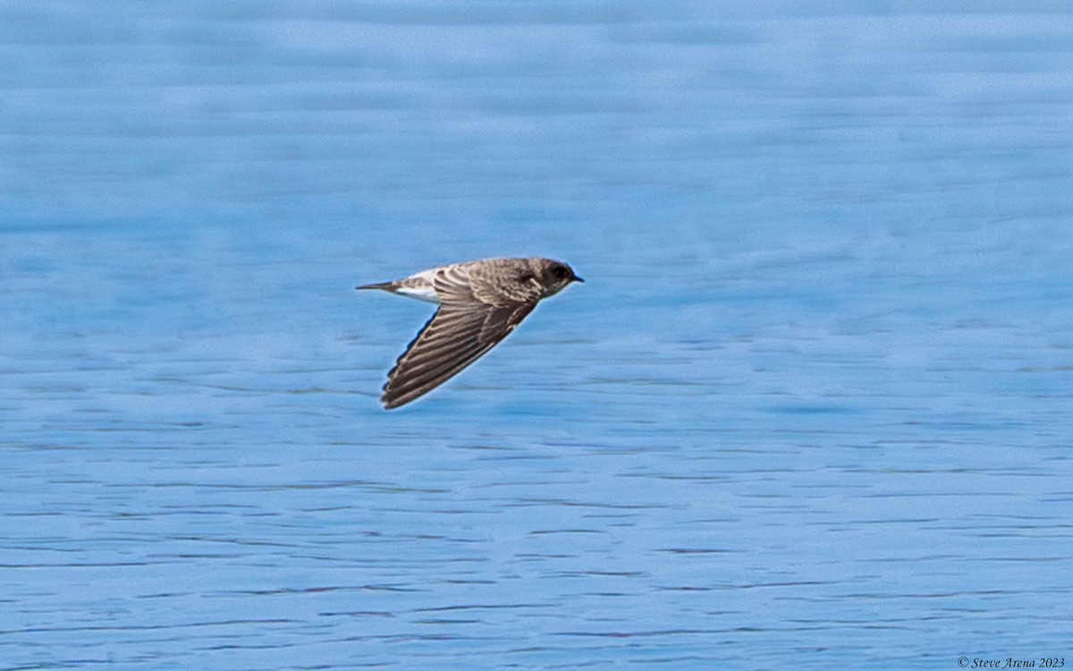 Gray-throated Martin - ML634866571