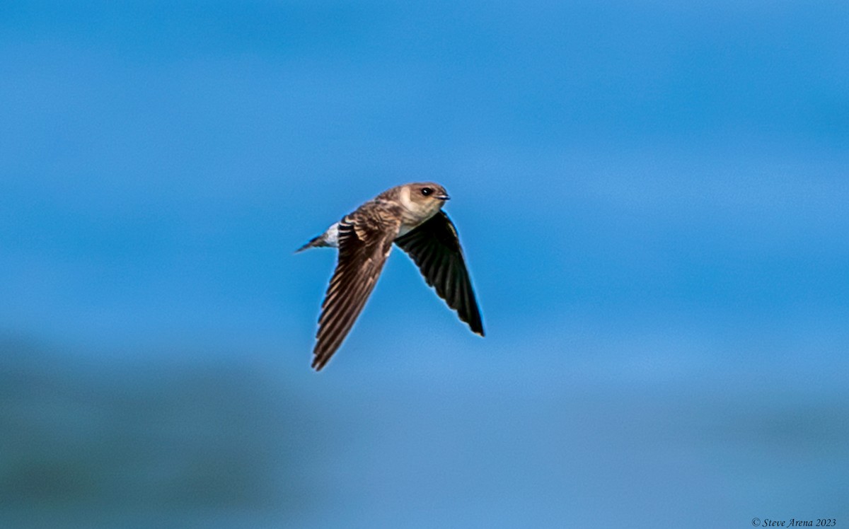 Gray-throated Martin - ML634866572