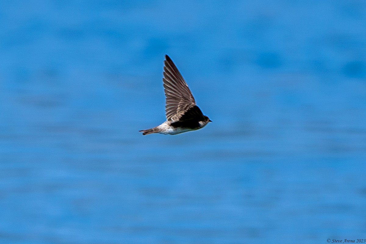 Gray-throated Martin - ML634866573