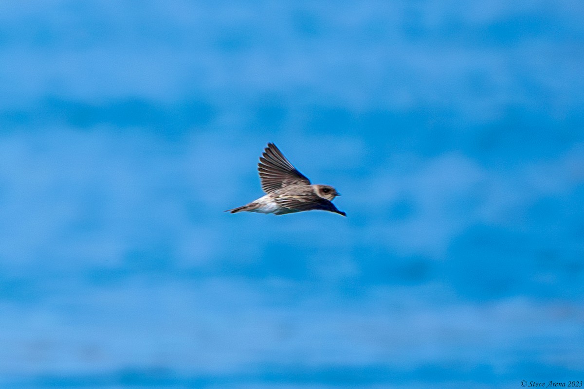 Gray-throated Martin - ML634866575