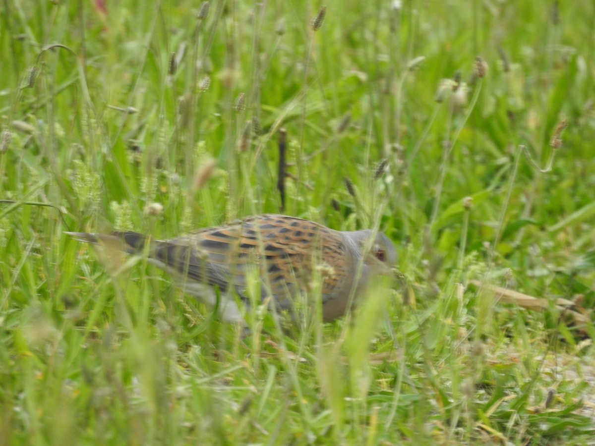 European Turtle-Dove - ML634866727