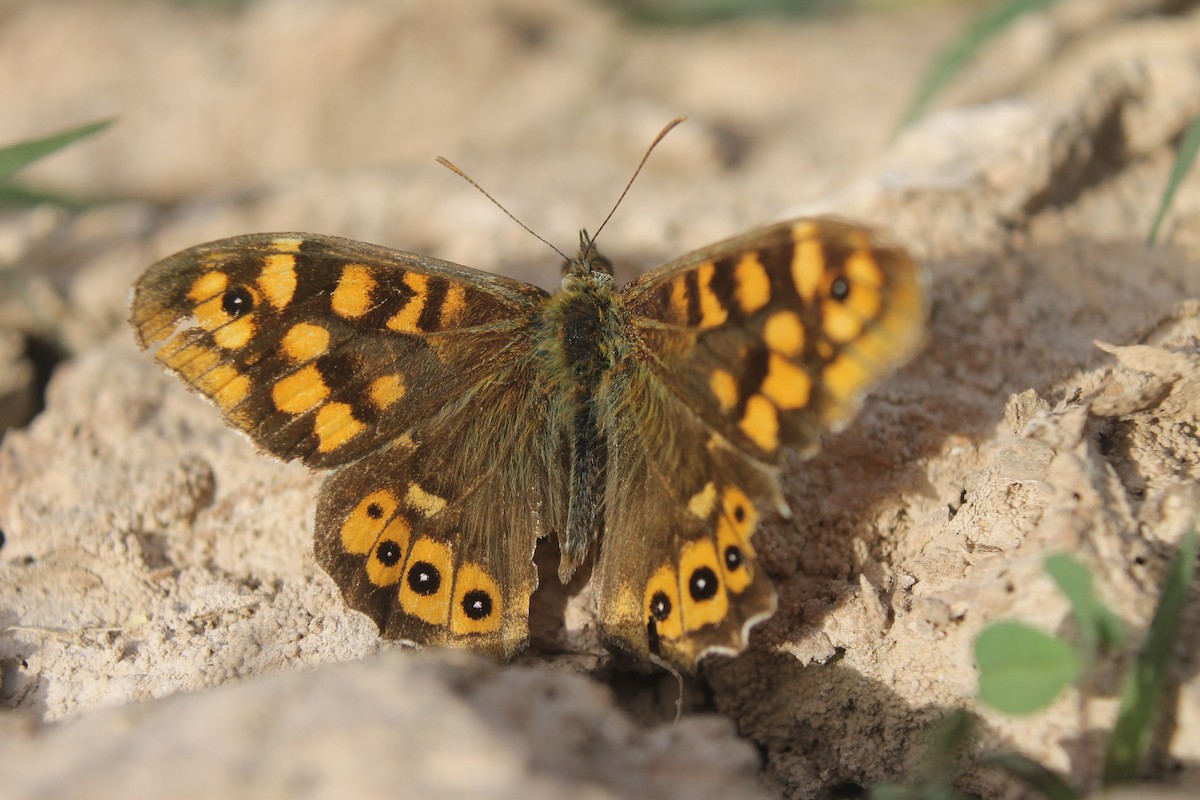 Insects - ML634866811