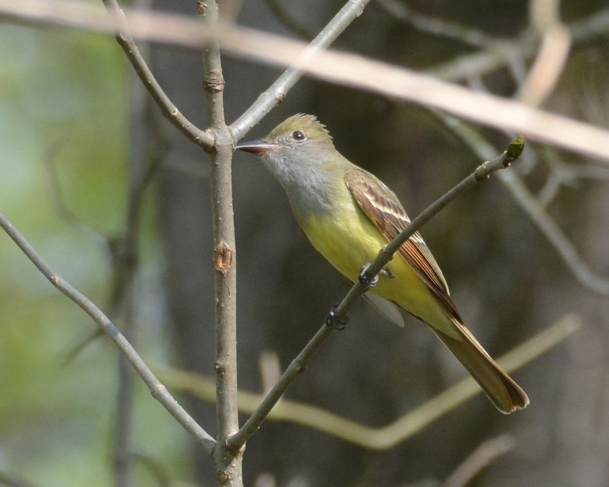 Great Crested Flycatcher - ML634866866