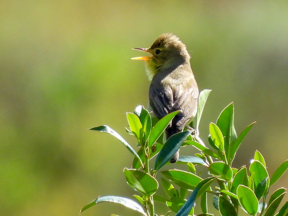 Melodious Warbler - ML634866910