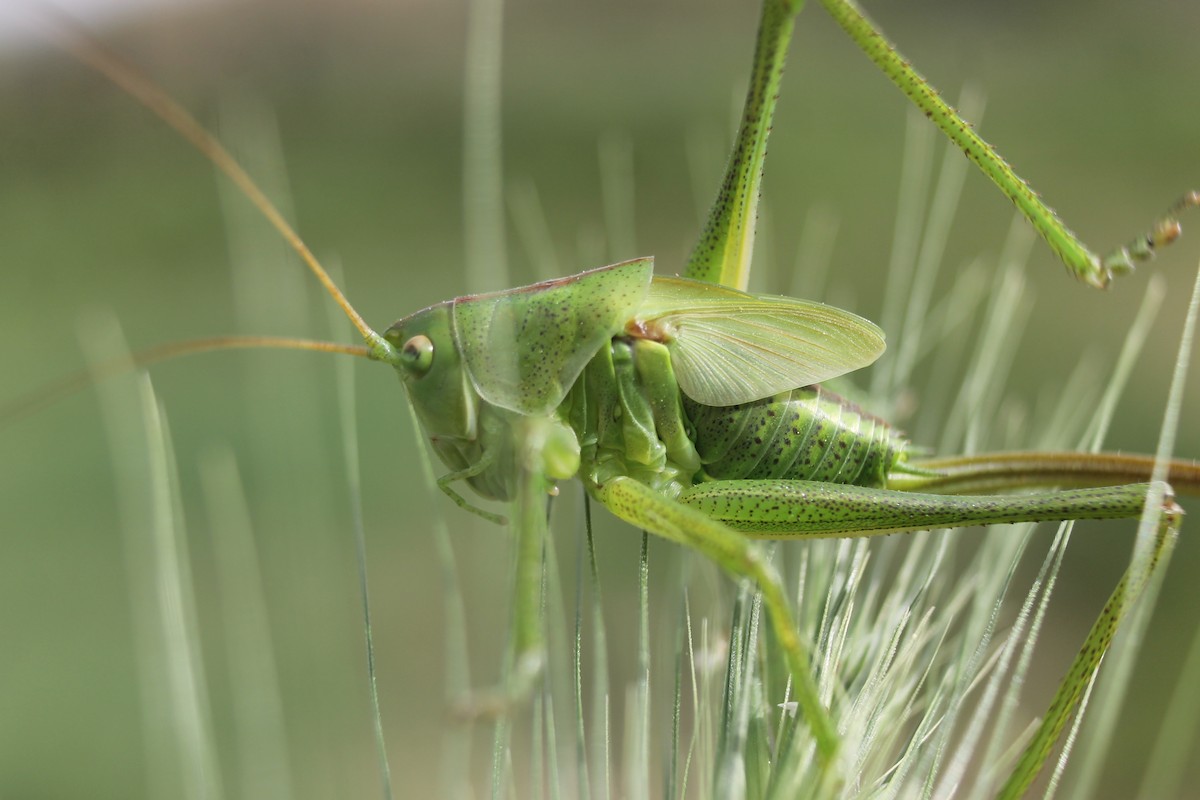 Insects - ML634867028