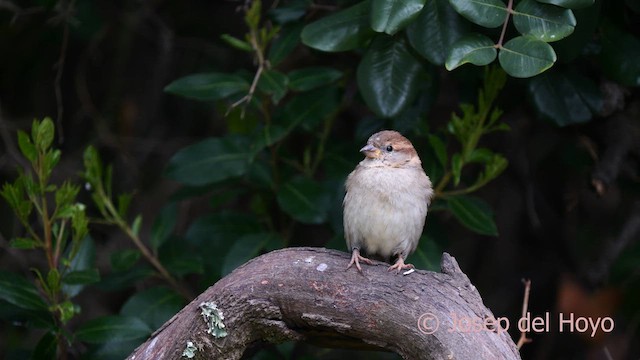 House Sparrow - ML634867035