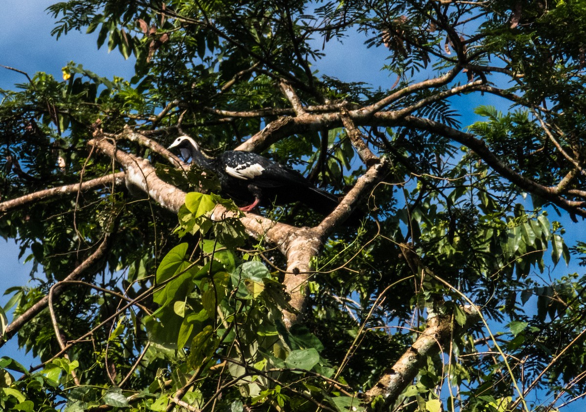 Blue-throated Piping-Guan - ML634867131