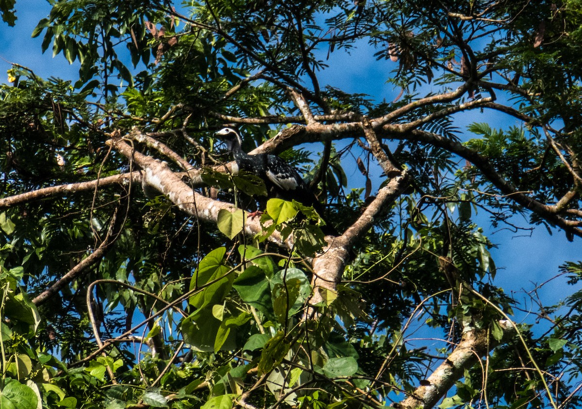 Blue-throated Piping-Guan - ML634867132