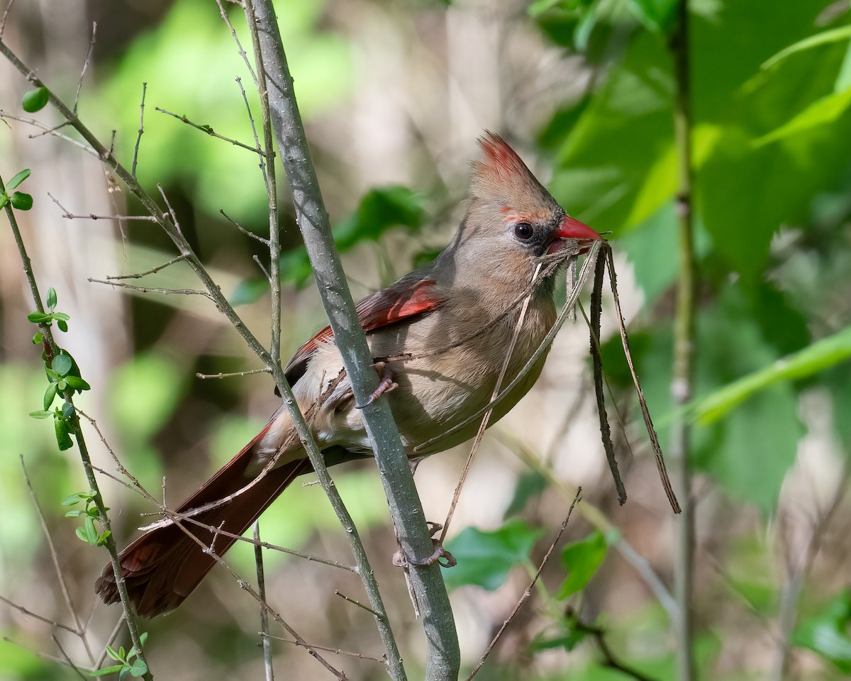 Northern Cardinal - ML634867427