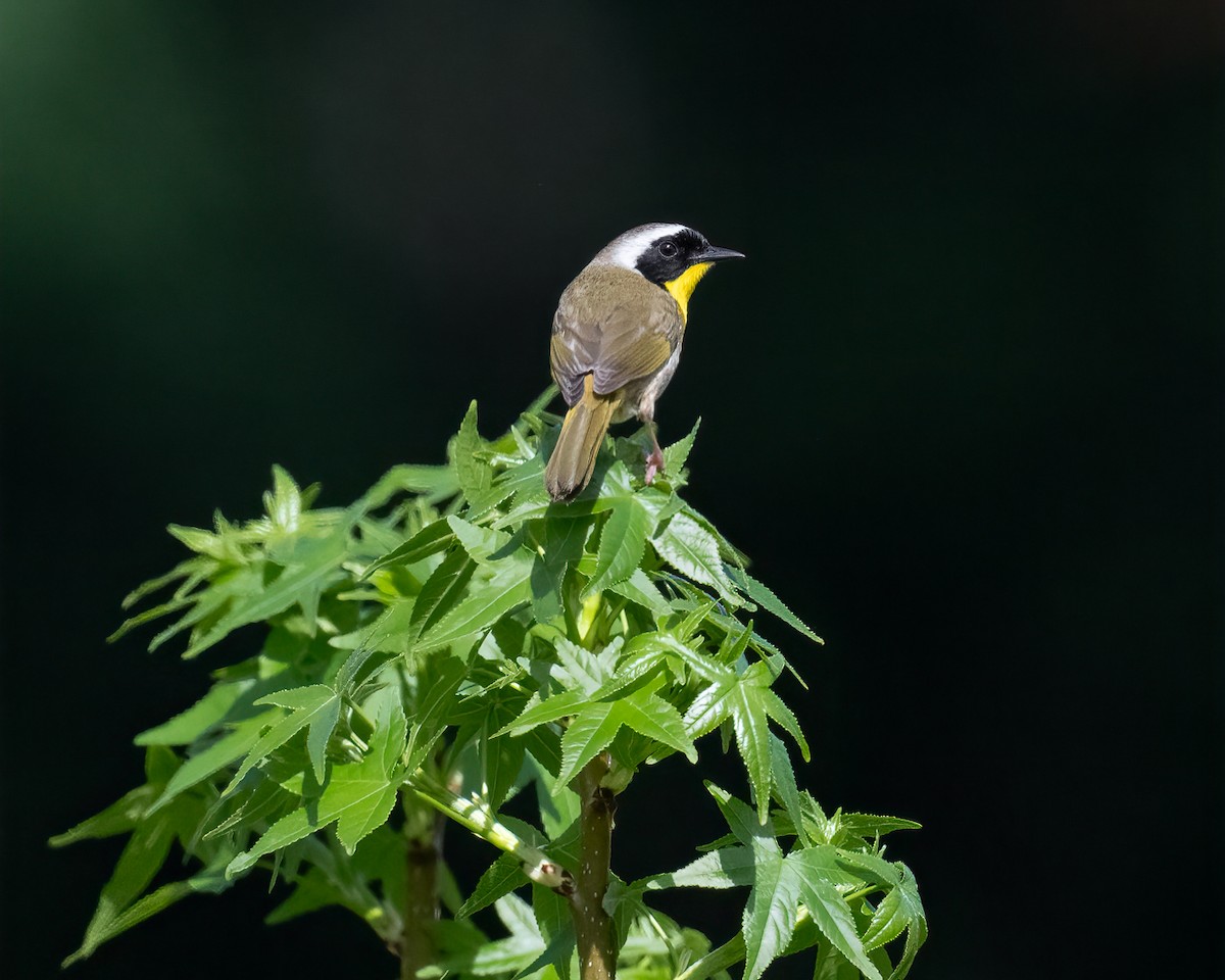 Common Yellowthroat - ML634867442