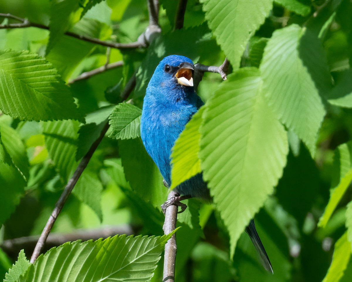 Indigo Bunting - ML634867470