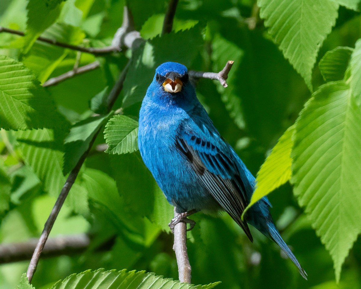 Indigo Bunting - ML634867471