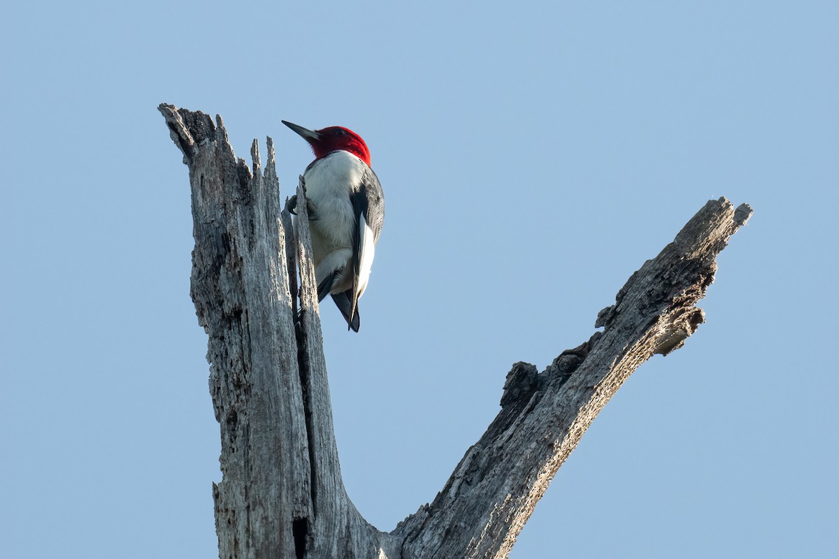Red-headed Woodpecker - ML634867510