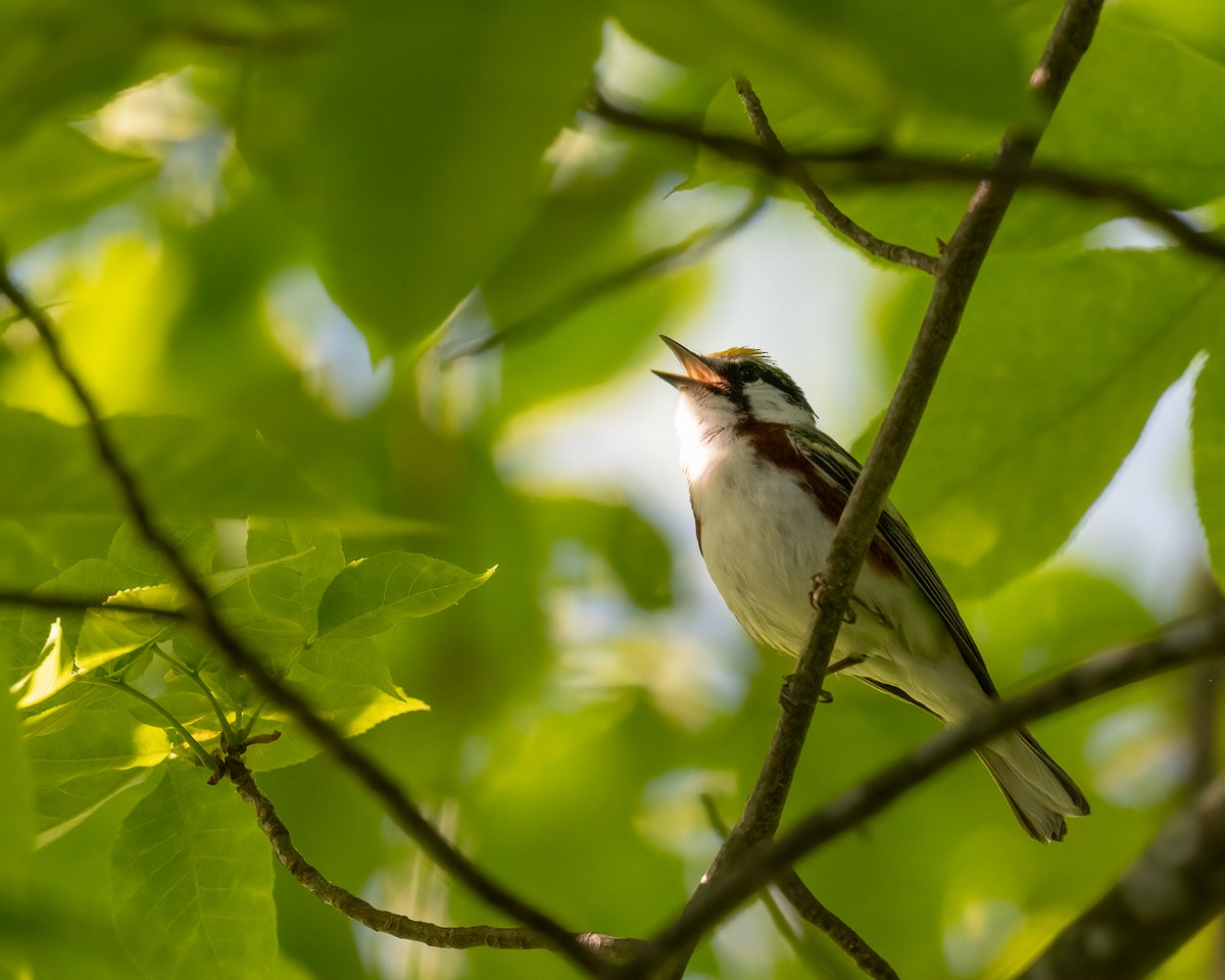 Chestnut-sided Warbler - ML634867541