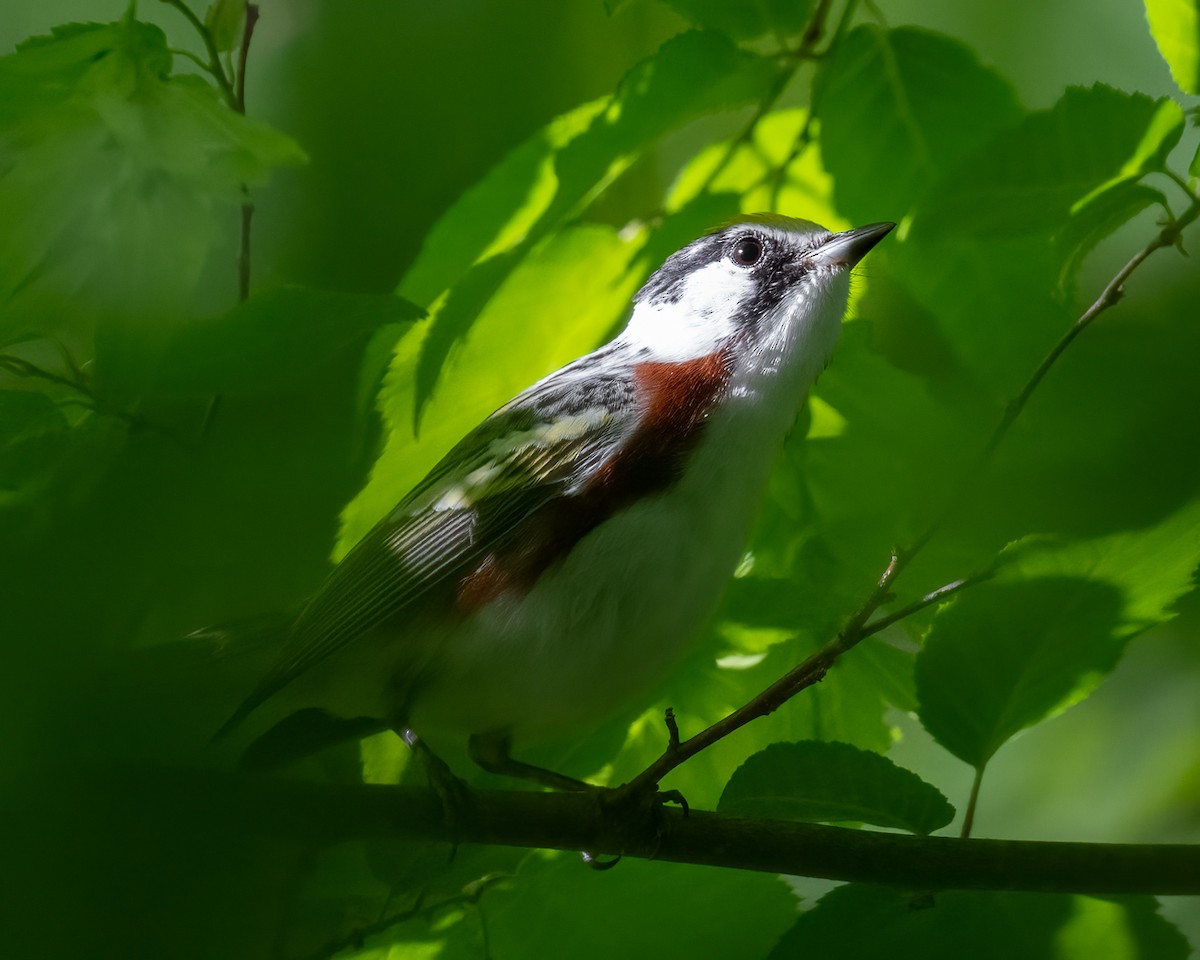 Chestnut-sided Warbler - ML634867542