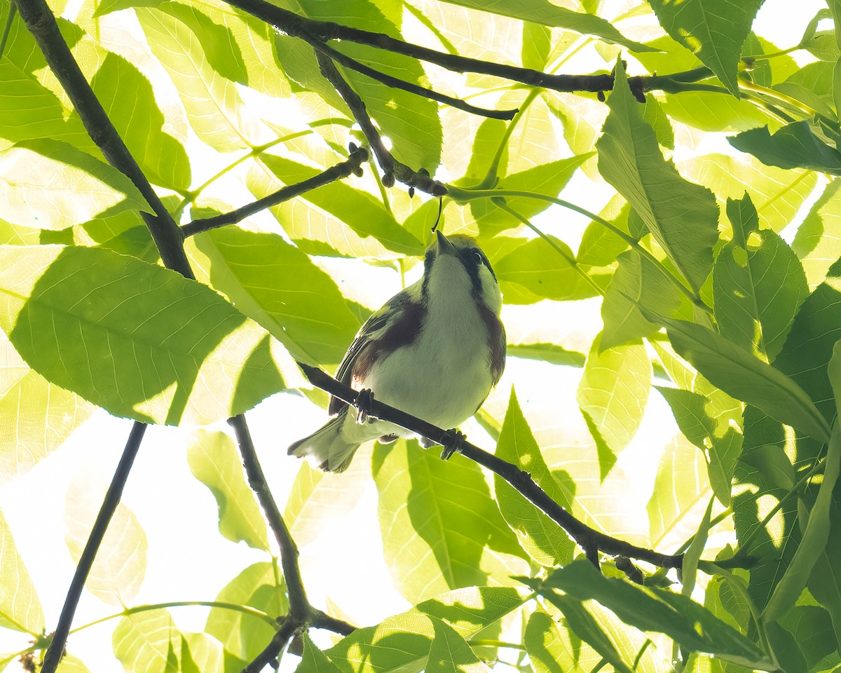 Chestnut-sided Warbler - ML634867543
