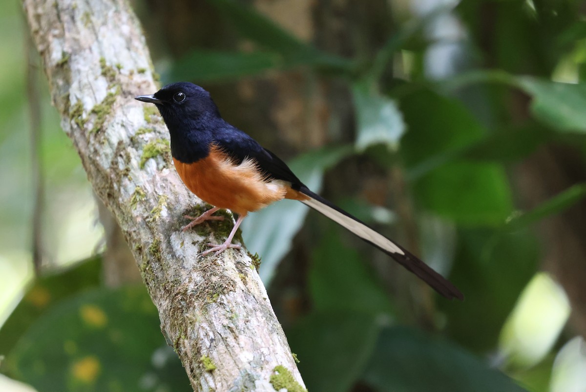 White-rumped Shama - ML634867553