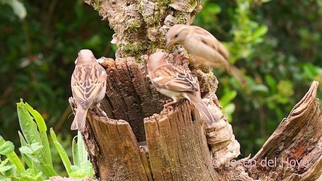 House Sparrow - ML634867606