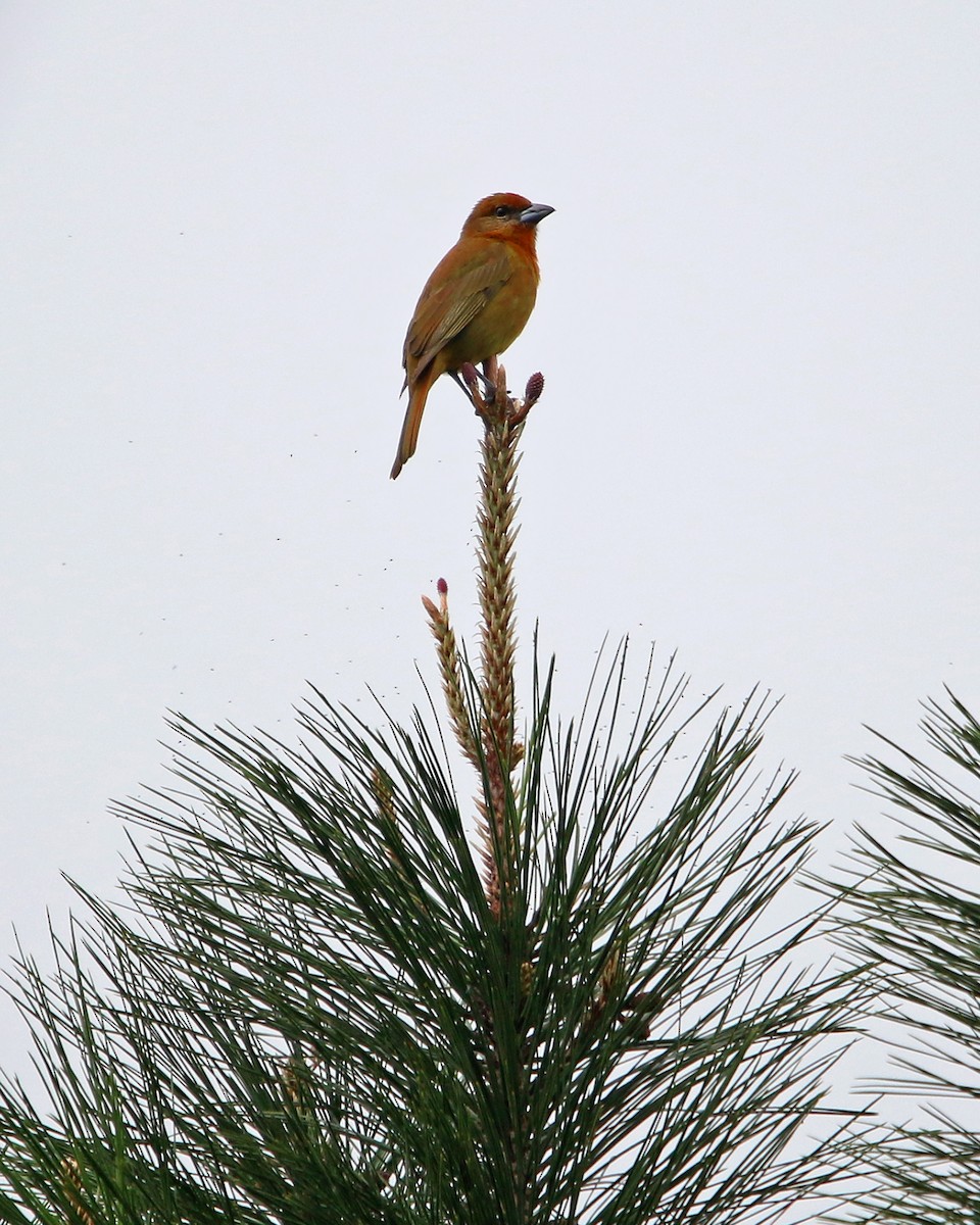 Hepatic Tanager - ML634867612