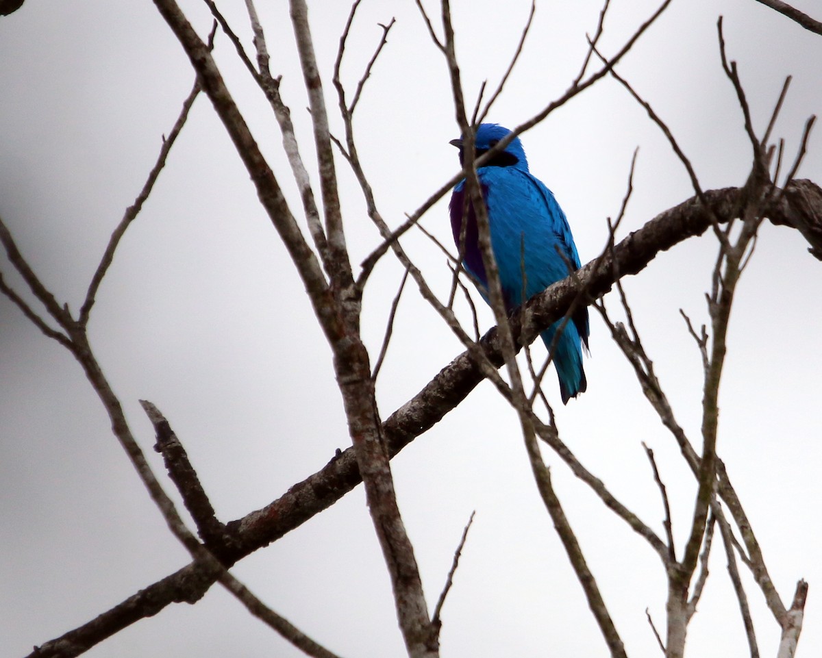 Lovely Cotinga - ML634867620
