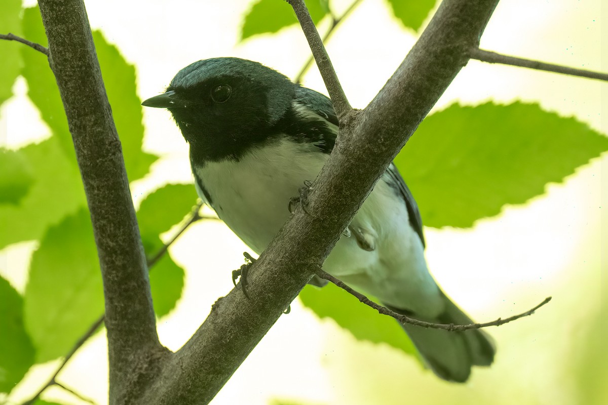 Black-throated Blue Warbler - ML634867700