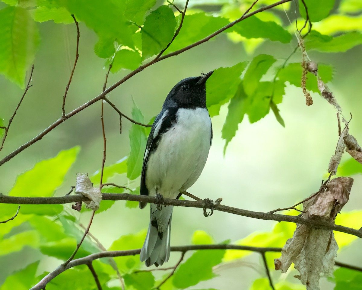 Black-throated Blue Warbler - ML634867701