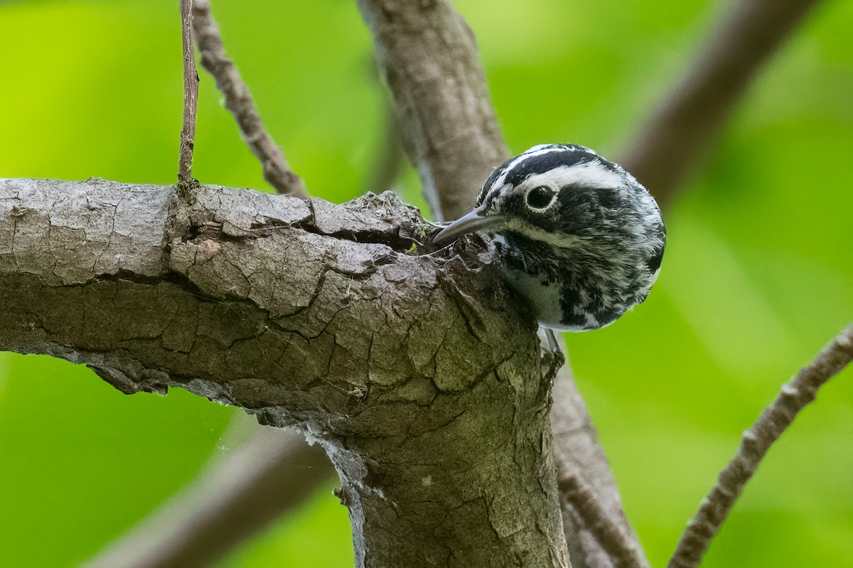 Black-and-white Warbler - ML634867737
