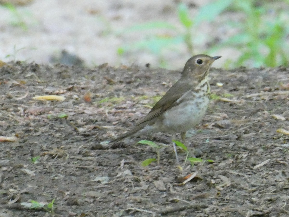 Swainson's Thrush - ML634867747