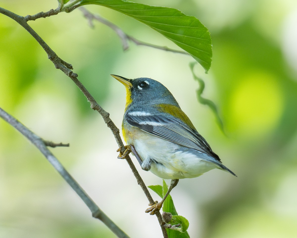 Northern Parula - ML634867762