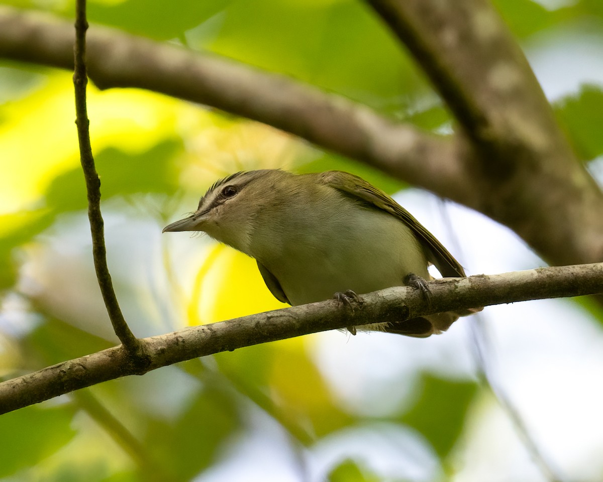 Vireo occhirossi - ML634867767