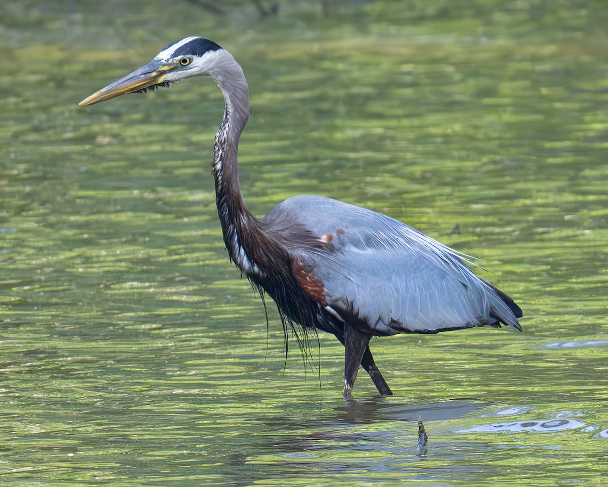 Great Blue Heron - ML634867793