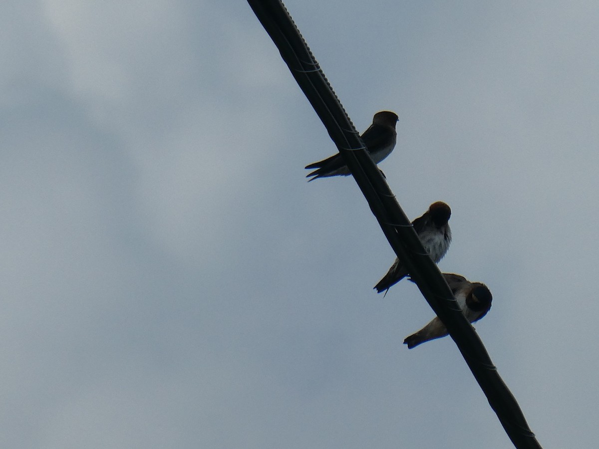 Cliff Swallow - ML634867798