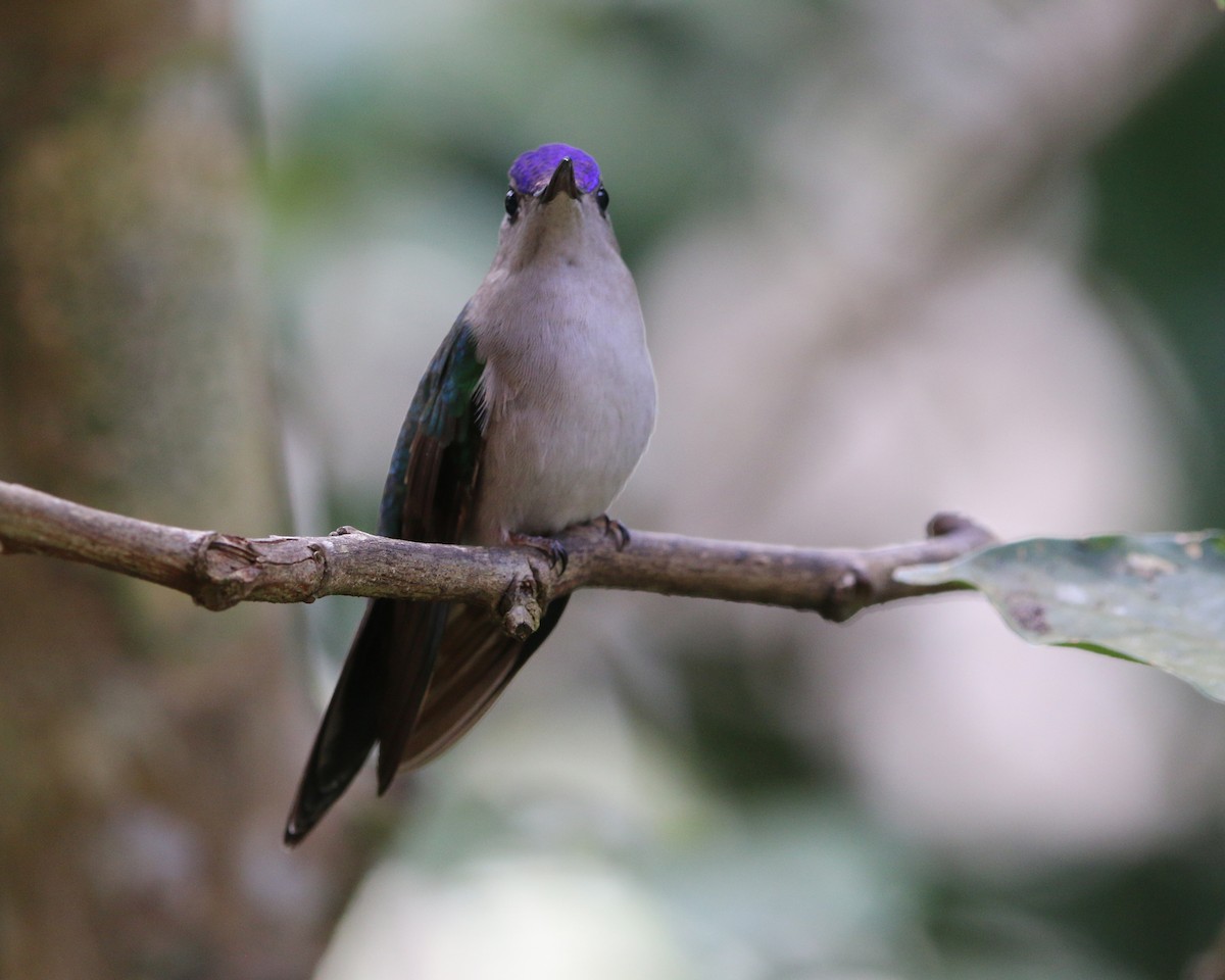 Wedge-tailed Sabrewing - ML634867801
