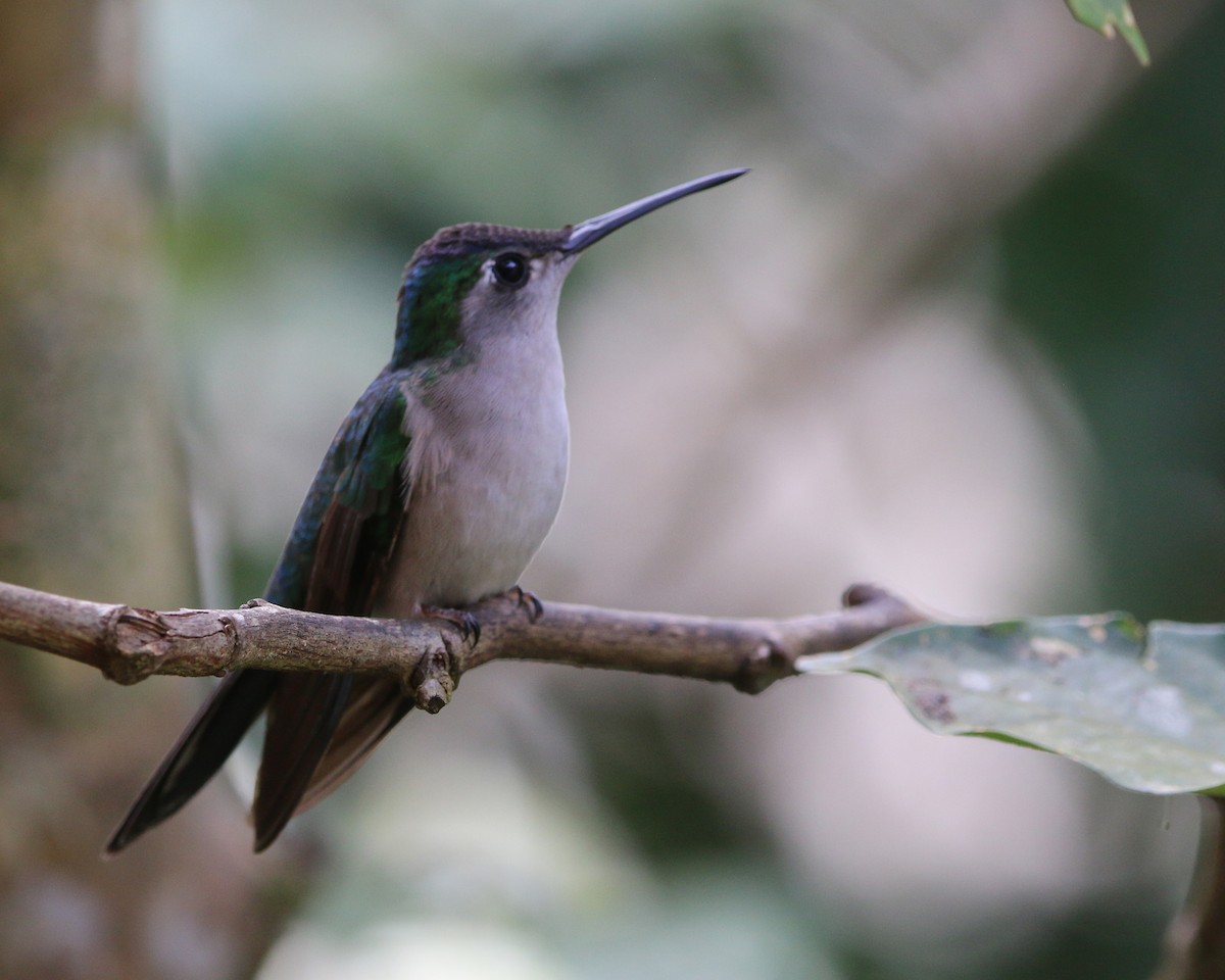 Wedge-tailed Sabrewing - ML634867802