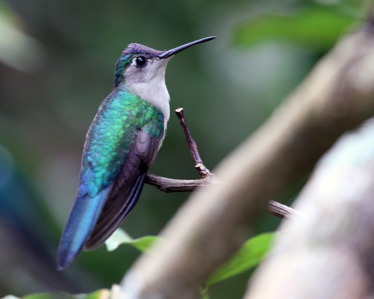 Wedge-tailed Sabrewing - ML634867803