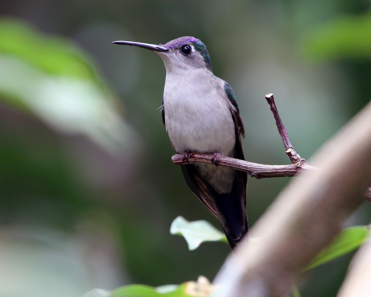 Wedge-tailed Sabrewing - ML634867804