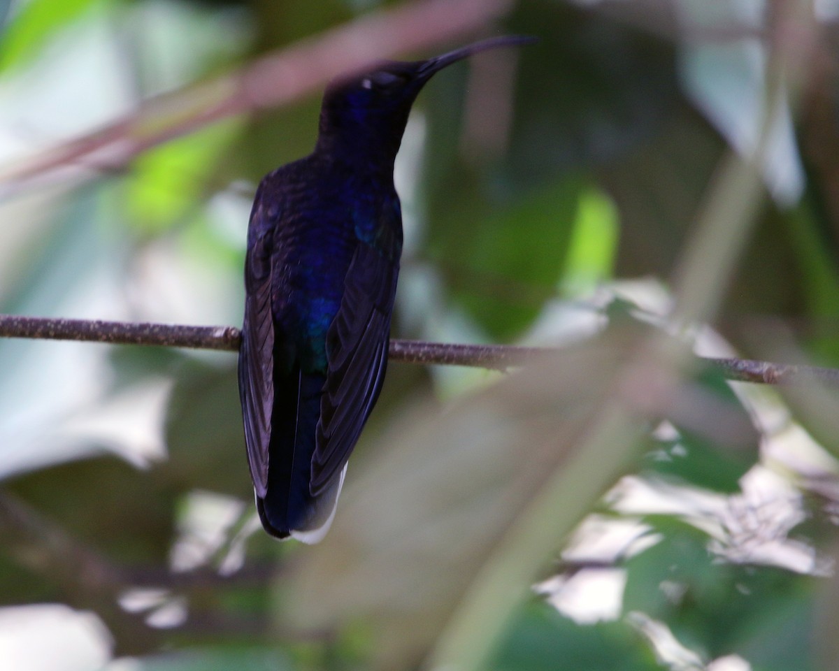 Violet Sabrewing - ML634867813