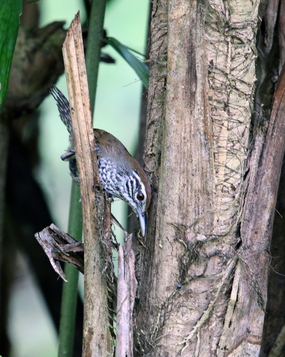 Spot-breasted Wren - ML634867822